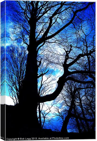 Blue in the Woods Canvas Print by Bob Legg