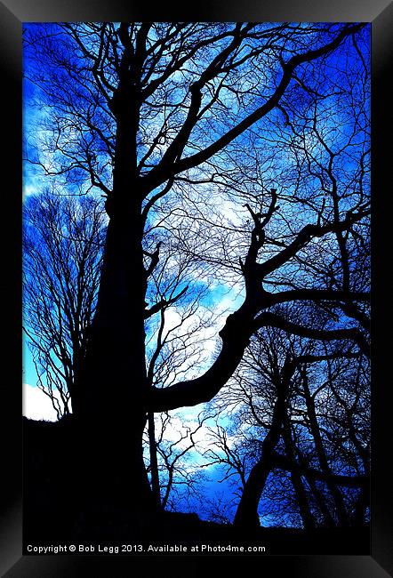 Blue in the Woods Framed Print by Bob Legg