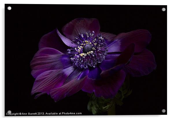 Anemone Coronaria de Caen 