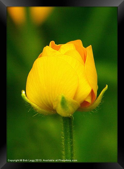 Mellow Yellow Framed Print by Bob Legg