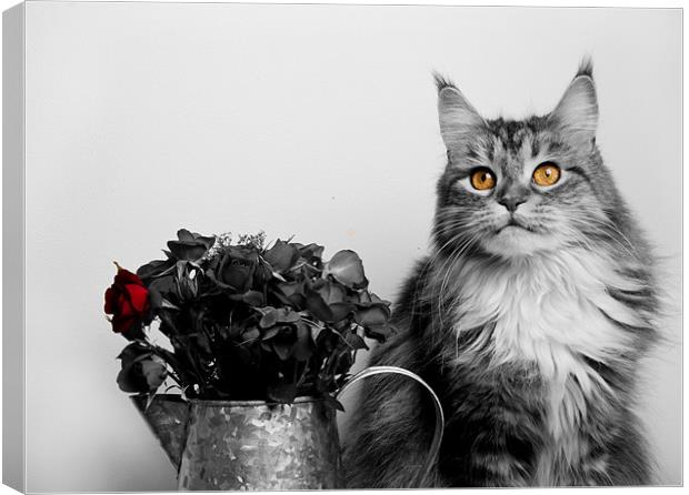 Flower pot cat. Canvas Print by mary stevenson