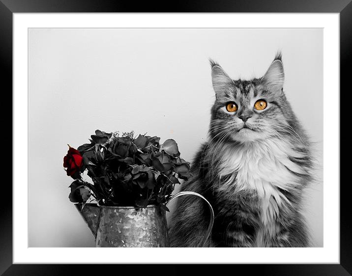 Flower pot cat. Framed Mounted Print by mary stevenson