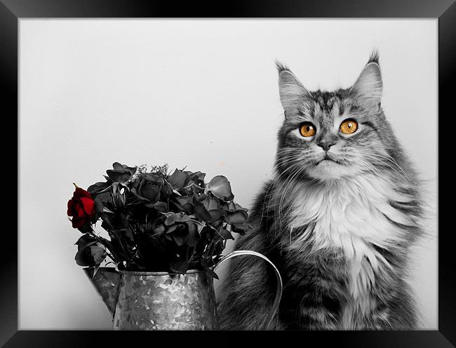 Flower pot cat. Framed Print by mary stevenson