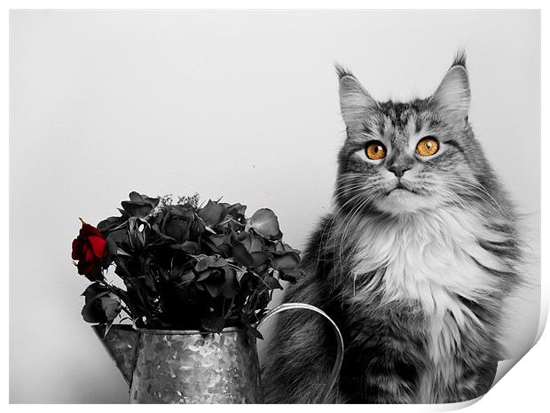 Flower pot cat. Print by mary stevenson