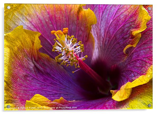 Open Hibiscus Acrylic by Robert Pettitt