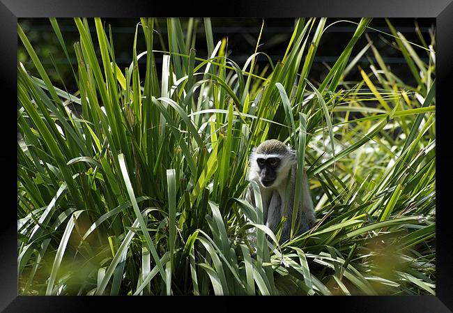Monkey In The Grass Framed Print by Graham Palmer