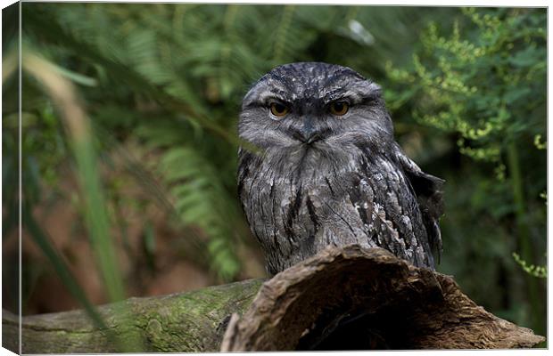 Tawny Frogmouth Canvas Print by Graham Palmer