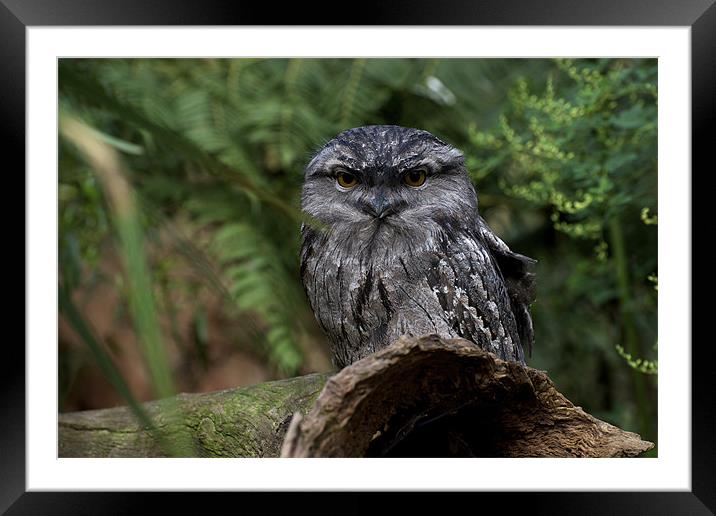 Tawny Frogmouth Framed Mounted Print by Graham Palmer