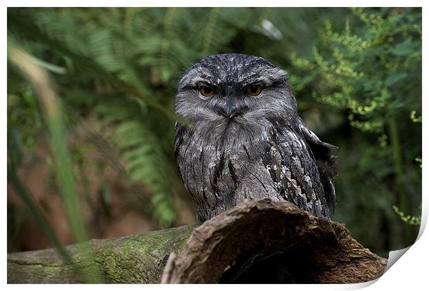 Tawny Frogmouth Print by Graham Palmer
