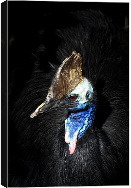 Cassowary Portrait Canvas Print by Graham Palmer