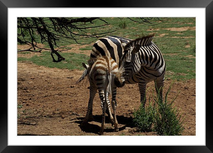 Zebra Mother and Foal Framed Mounted Print by Graham Palmer