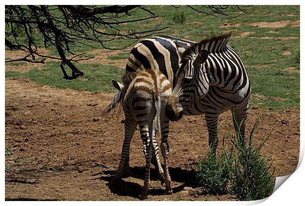 Zebra Mother and Foal Print by Graham Palmer
