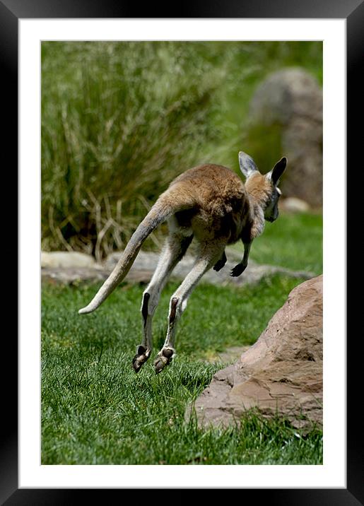 Joey On The Run Framed Mounted Print by Graham Palmer
