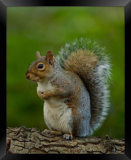 Grey Squirrel Framed Print by Paul Scoullar