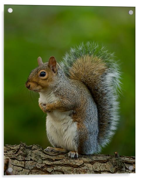 Grey Squirrel Acrylic by Paul Scoullar