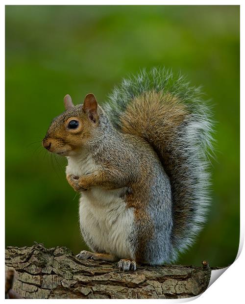Grey Squirrel Print by Paul Scoullar