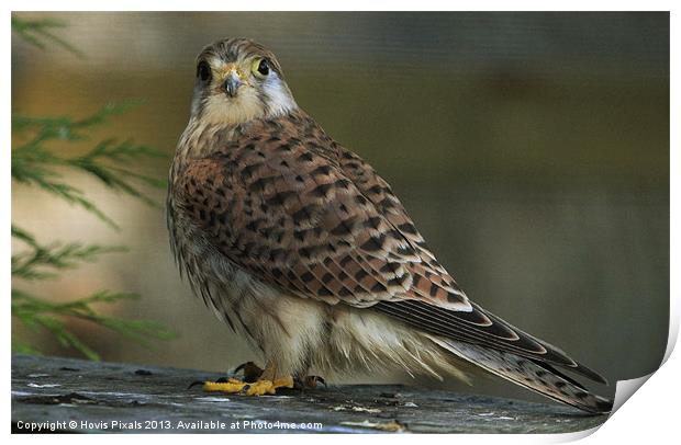 Kestral Print by Dave Burden