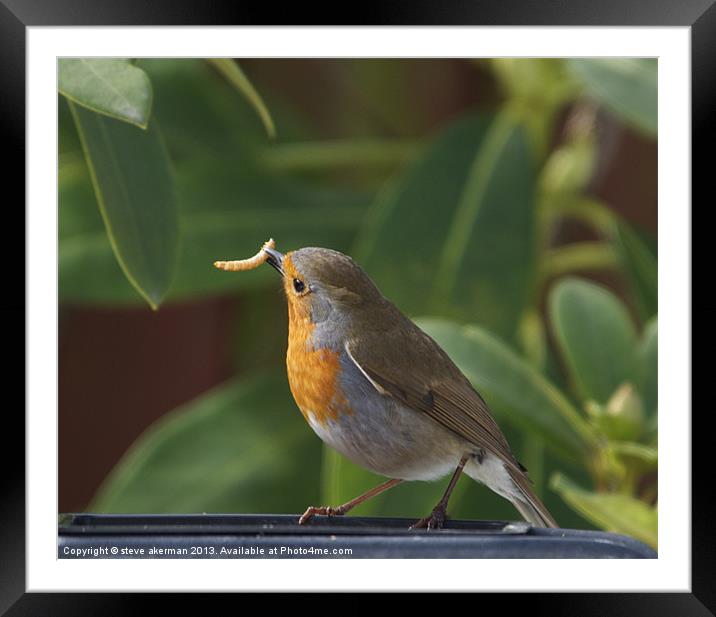 Robin feeding Framed Mounted Print by steve akerman