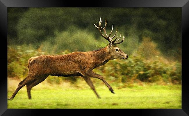 RUNNING DEER Framed Print by Anthony R Dudley (LRPS)