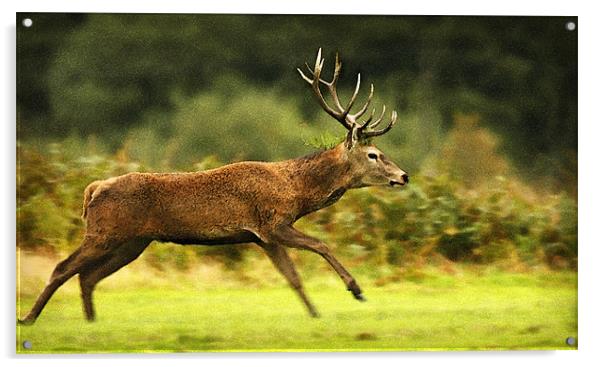 RUNNING DEER Acrylic by Anthony R Dudley (LRPS)