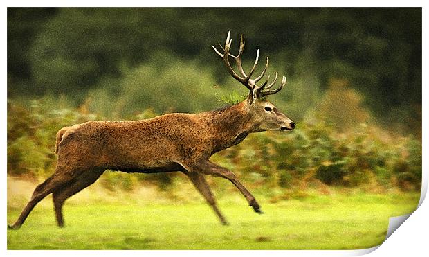 RUNNING DEER Print by Anthony R Dudley (LRPS)