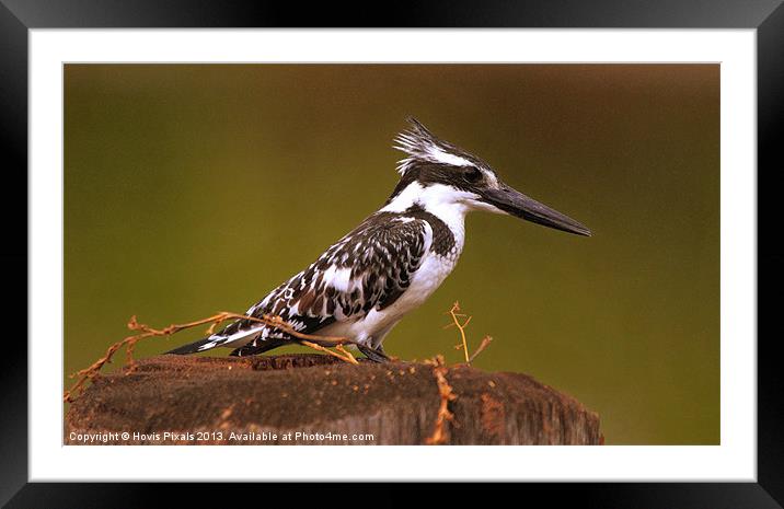 Pied Kingfisher Framed Mounted Print by Dave Burden