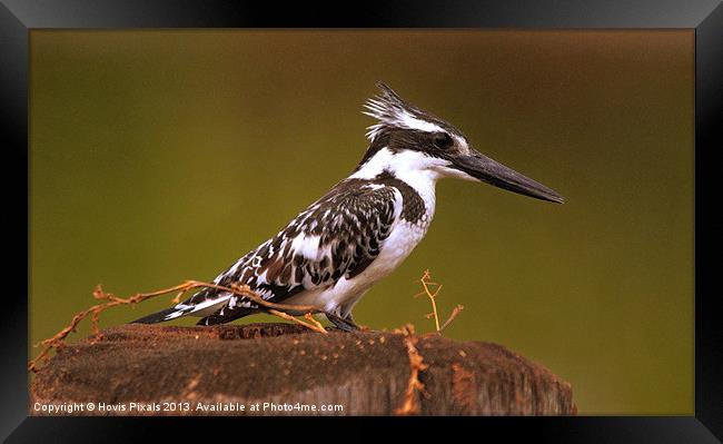 Pied Kingfisher Framed Print by Dave Burden