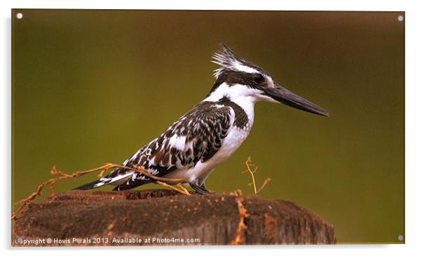 Pied Kingfisher Acrylic by Dave Burden