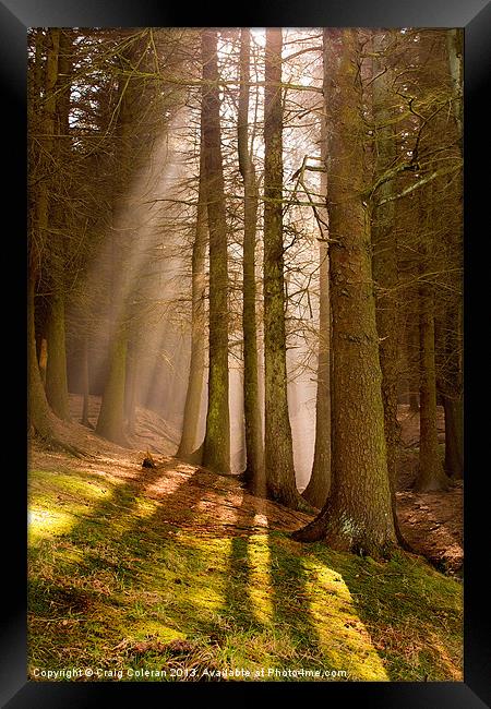 Deanclough forest Framed Print by Craig Coleran