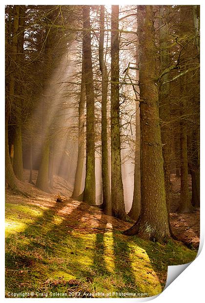 Deanclough forest Print by Craig Coleran