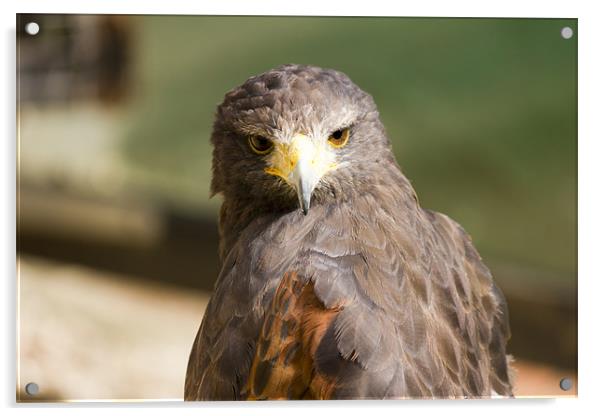 Hawk Headshot Acrylic by Simon Mordecai