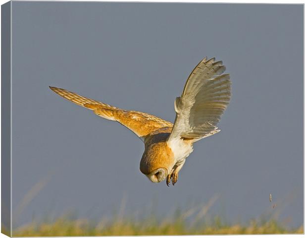 Focussed Barn Owl Canvas Print by Paul Scoullar