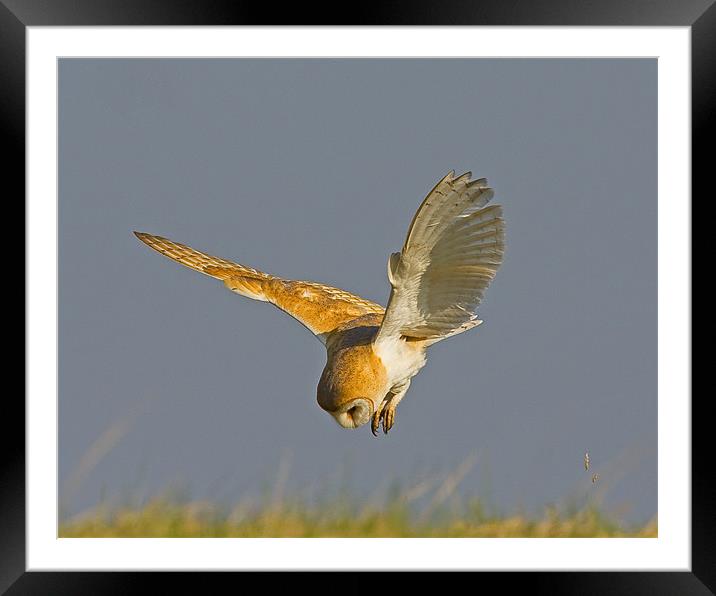Focussed Barn Owl Framed Mounted Print by Paul Scoullar