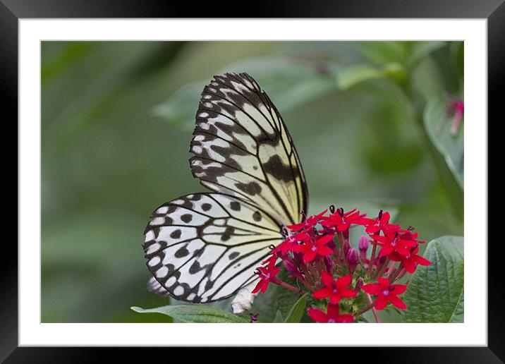 Bright White Butterfly Framed Mounted Print by Simon Mordecai