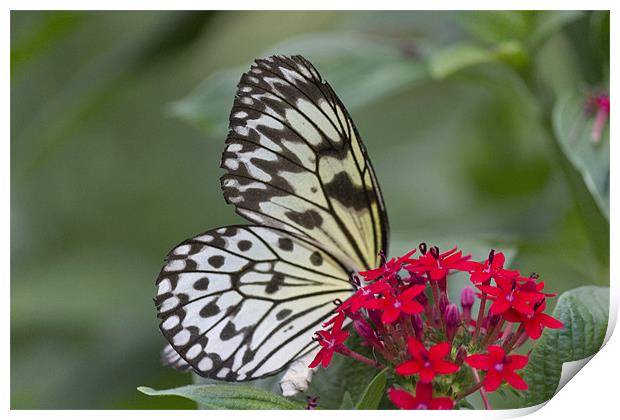 Bright White Butterfly Print by Simon Mordecai
