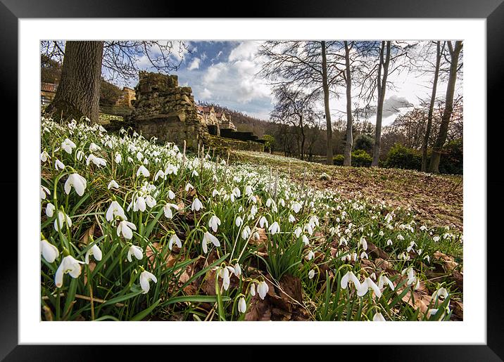 Snowdrops Framed Mounted Print by Phil Tinkler