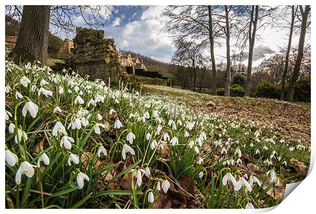 Snowdrops Print by Phil Tinkler