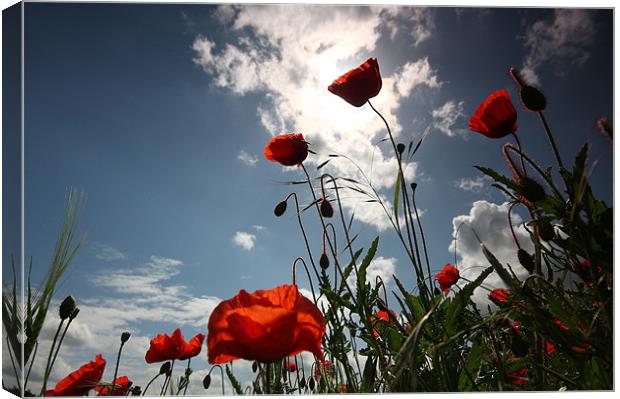 Sunlit Poppies Canvas Print by Ian Rolfe