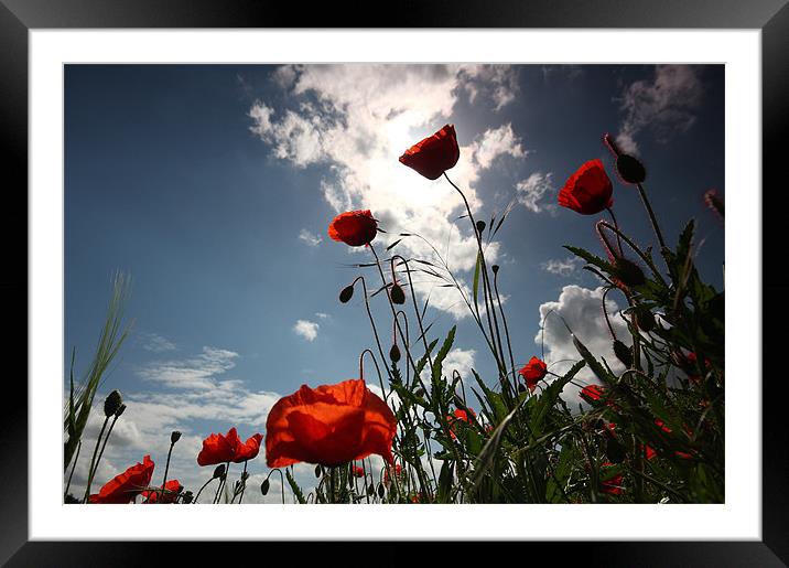 Sunlit Poppies Framed Mounted Print by Ian Rolfe