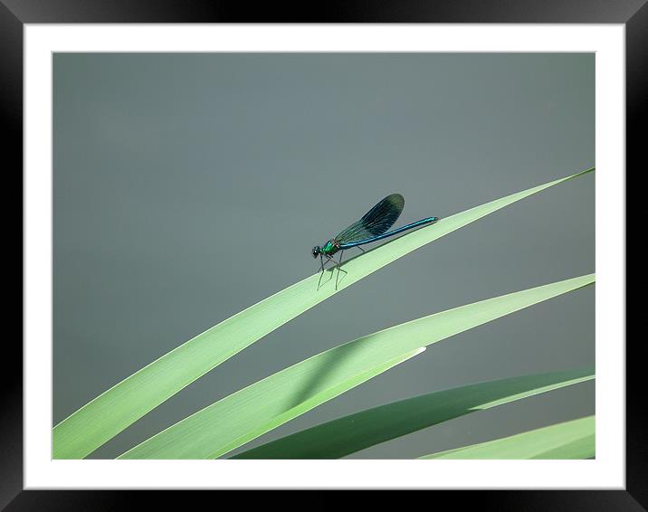 Damsel fly Framed Mounted Print by Alan Flatman