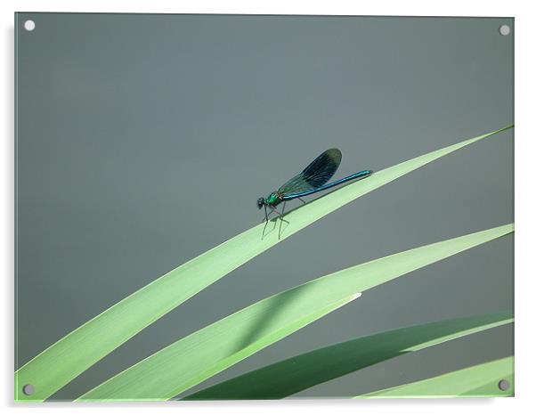 Damsel fly Acrylic by Alan Flatman