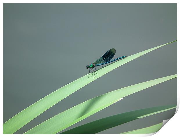 Damsel fly Print by Alan Flatman
