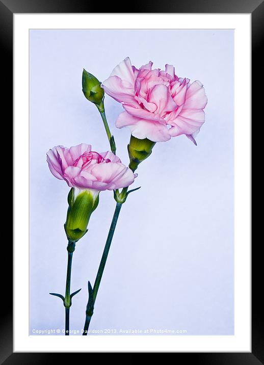 Carnations Framed Mounted Print by George Davidson