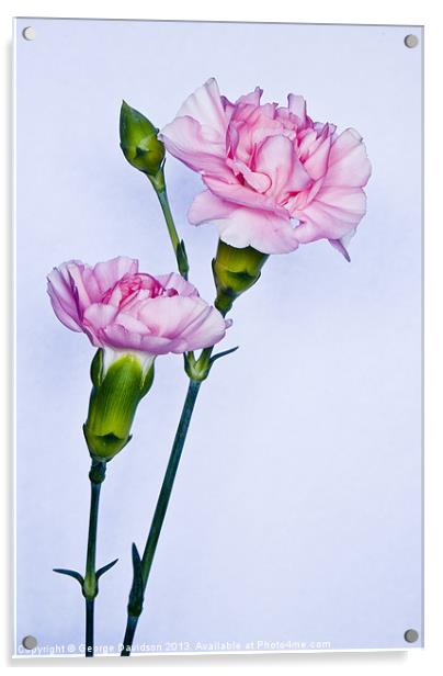 Carnations Acrylic by George Davidson
