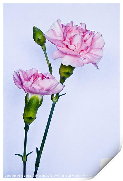 Carnations Print by George Davidson