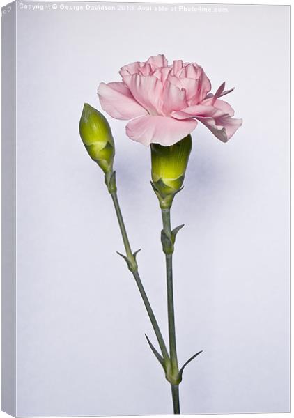 Carnations Canvas Print by George Davidson