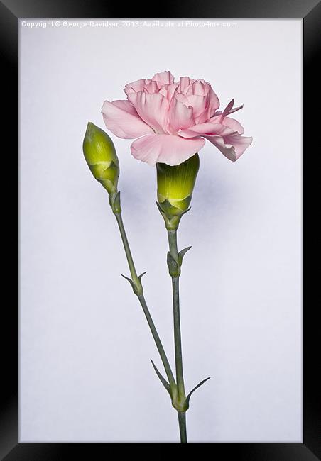 Carnations Framed Print by George Davidson