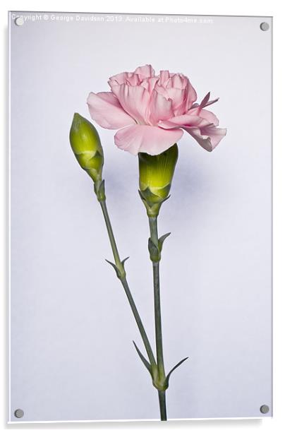 Carnations Acrylic by George Davidson