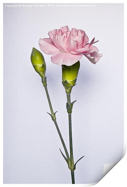 Carnations Print by George Davidson