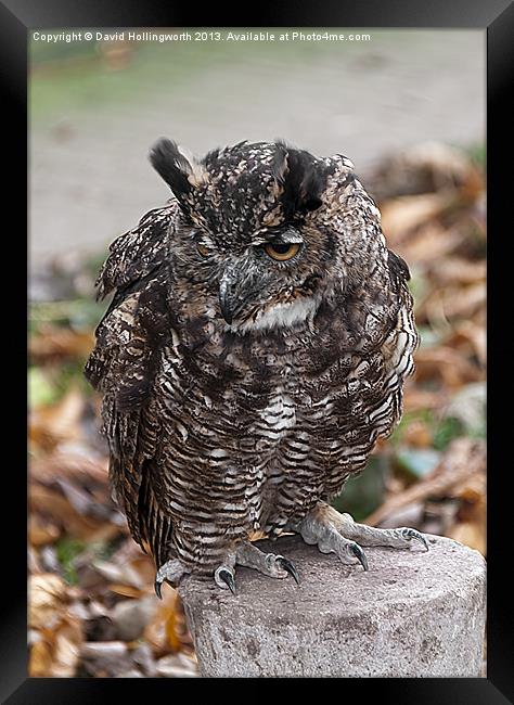Long Eared Owl Framed Print by David Hollingworth